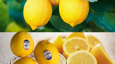 레몬 16kg 대용량의 행복! 🍋 후회 없는 구매 꿀팁 대방출